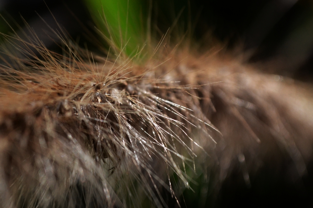 "Natural sutileza" de Hctor Rodrguez Cacheiro