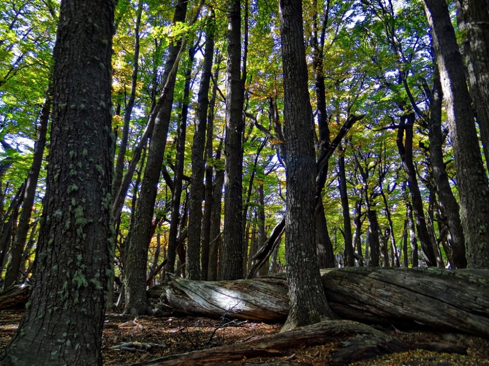 "A forest" de Silvia Chamorro