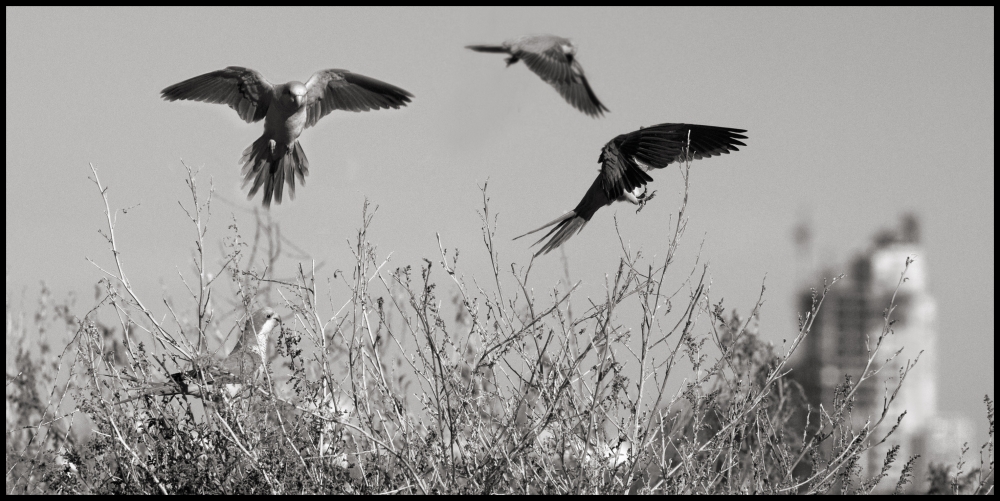 "Danza con loros." de Claudio Margolin