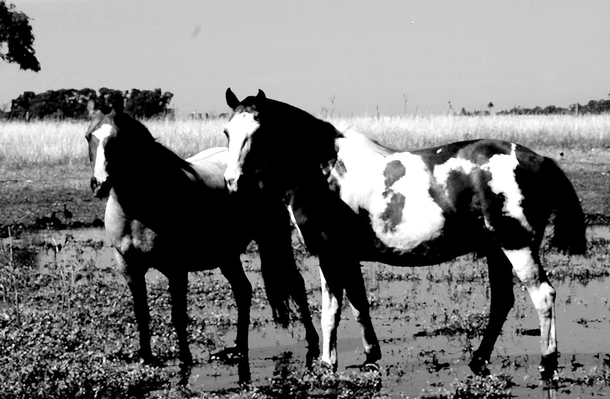 "mancha-dos" de Vernica Dana