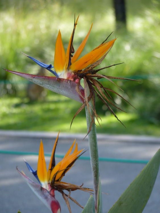 "`FLOR DEL PJARO`" de Bibiana Rieche