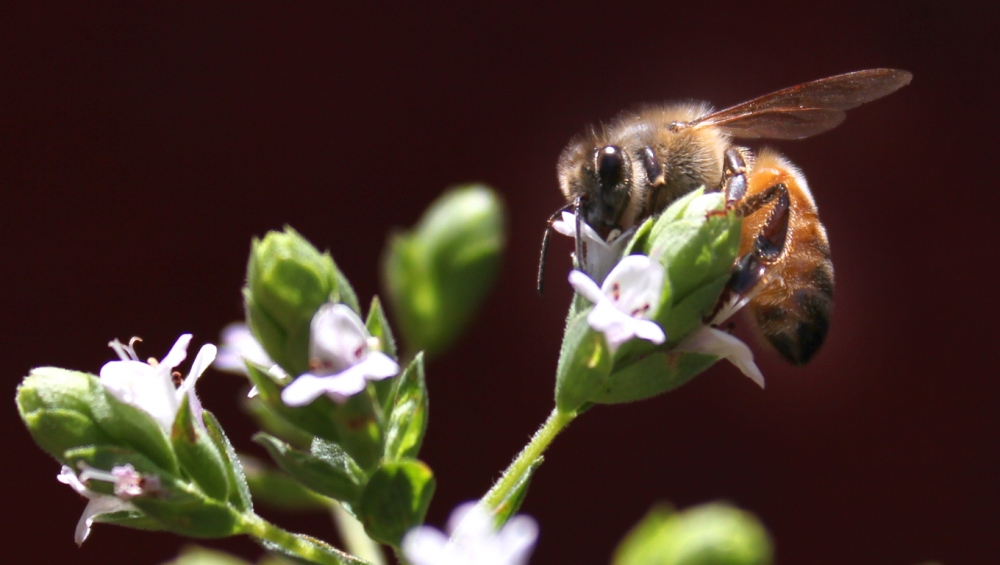 "Abeja en mi jardin" de Roberto Bonaventura