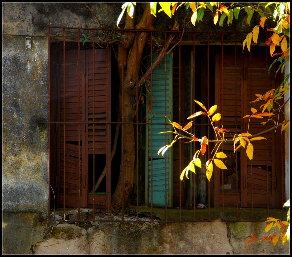 "La casa del arbol" de Elisa Reynoso