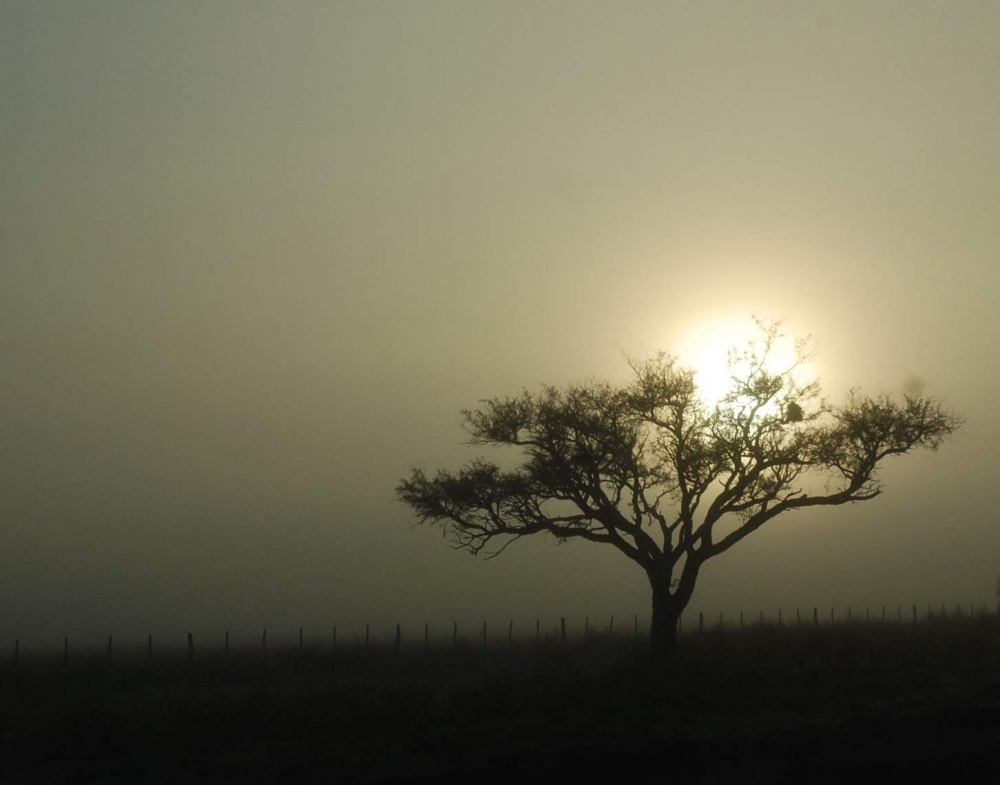 "neblina" de Luis Silva