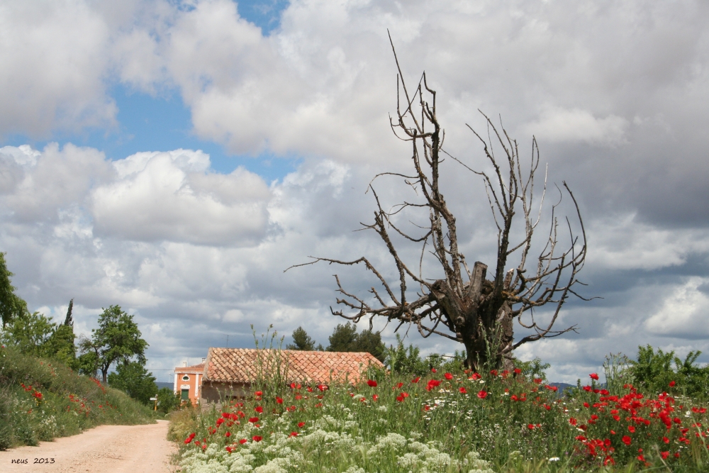 "rodeado de flores" de Neus Del Alamo