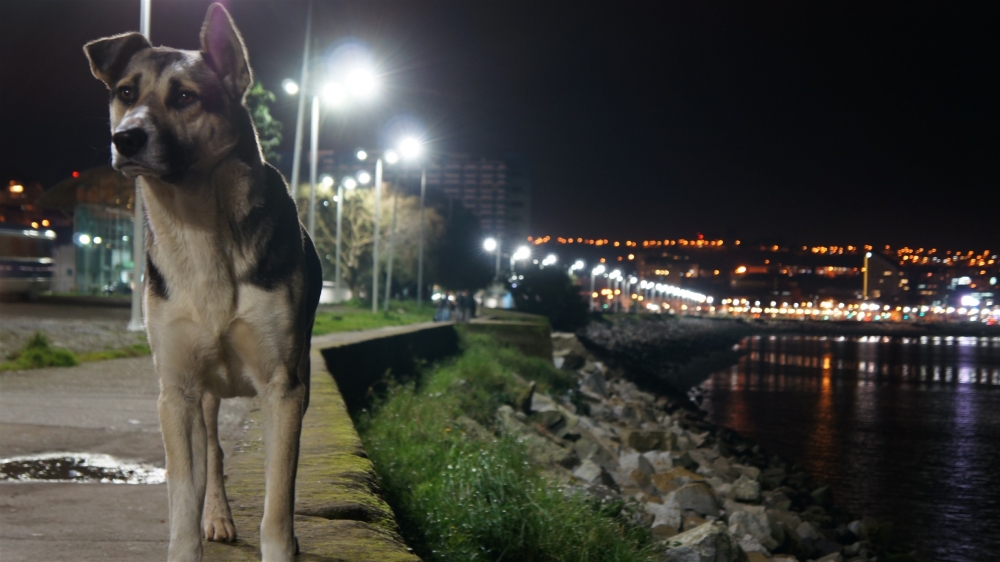 "perrin en costanera" de Ruben Alex Villarroel