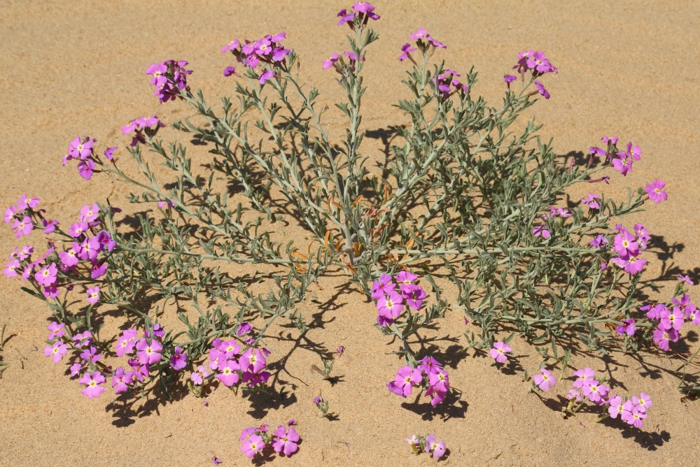 "Flores de playa II" de Manuel Angel Patio