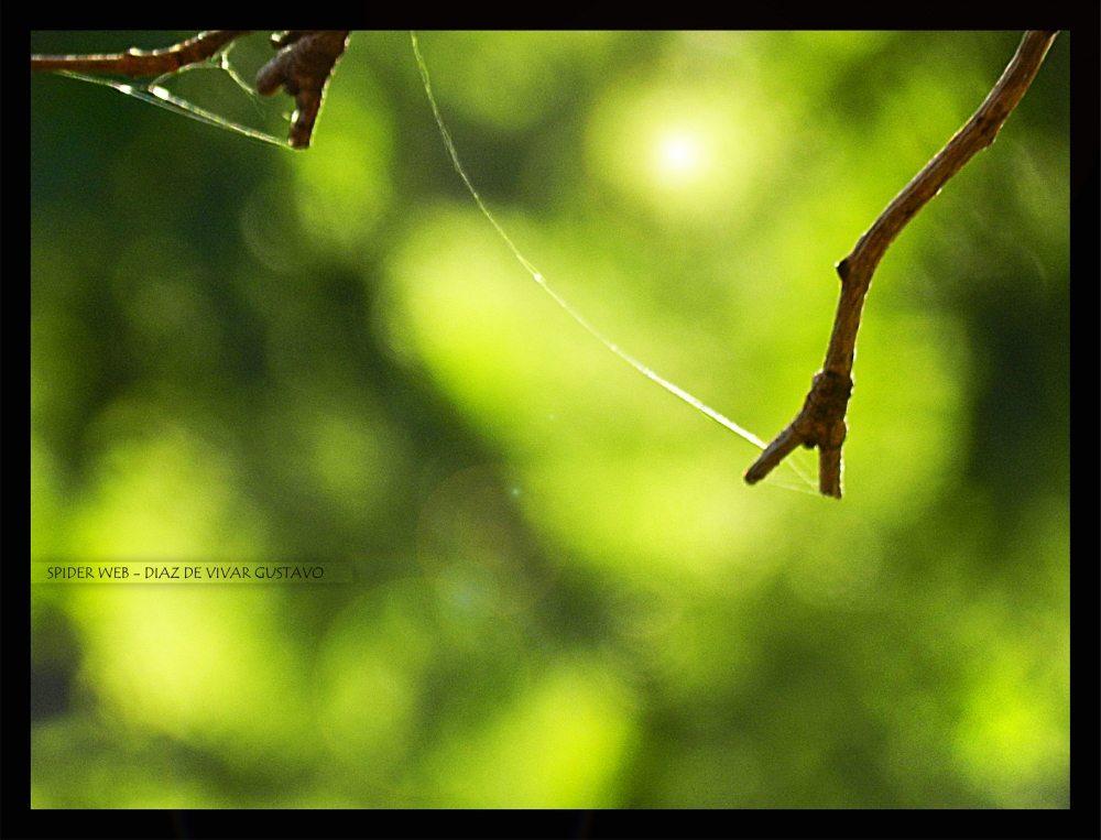 "Spider web - Diaz de vivar gustavo" de Gustavo Diaz de Vivar