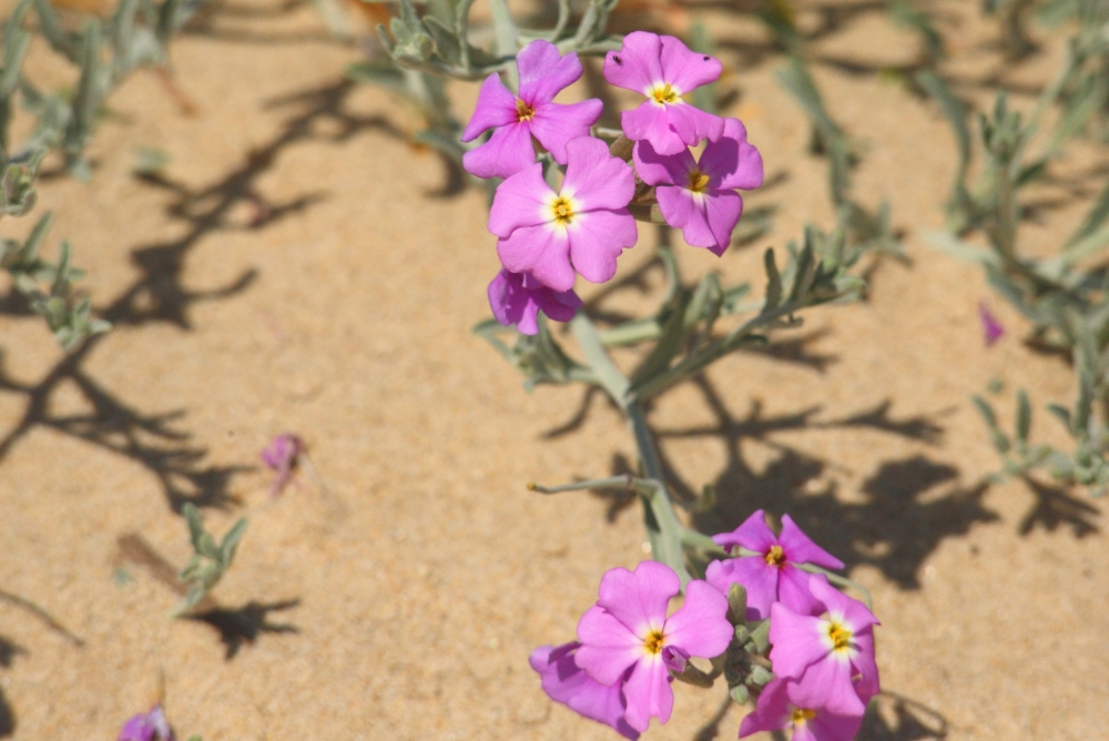 "Flores de playa II ( Detalle )" de Manuel Angel Patio