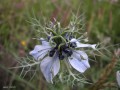 Arauela - Nigella damascena (detalle)