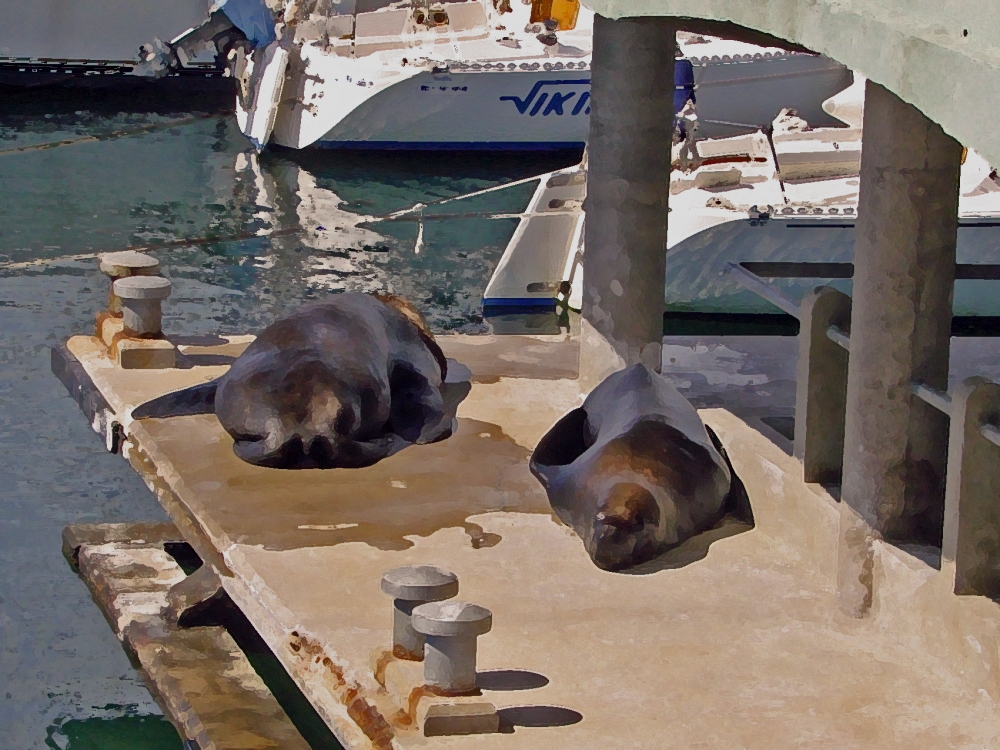 "Durmiendo siesta" de Monica Rollan