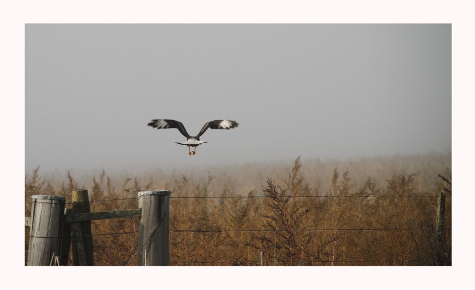 "vuelo en Ve" de Vernica Dana