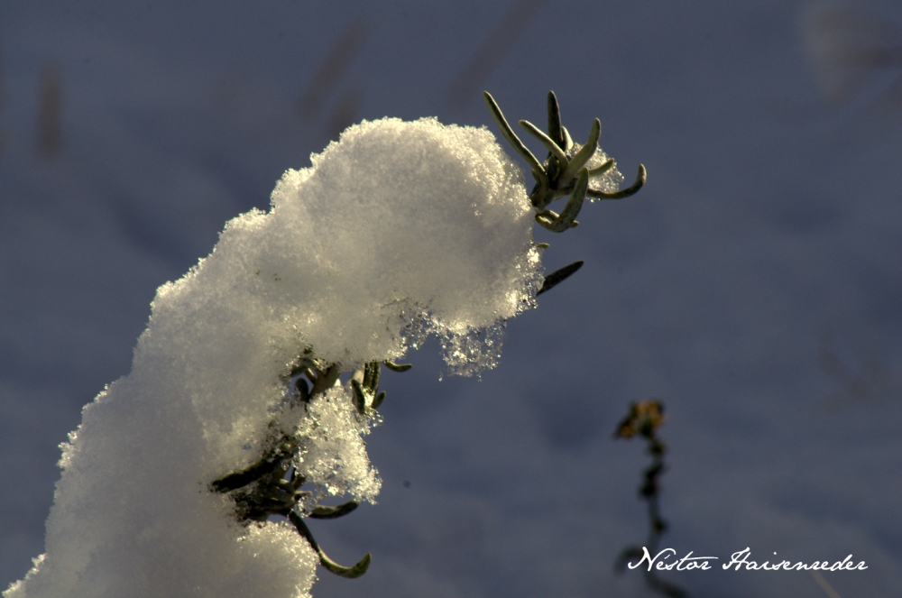 "cuando nieva" de Nestor Haisenreder