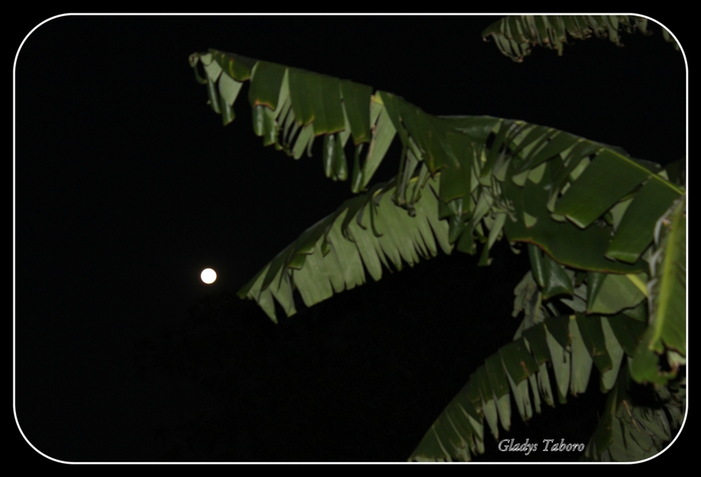 "Noche de luna" de Gladys Taboro