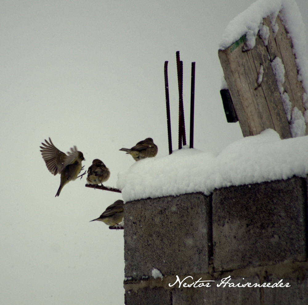 "Vuelo" de Nestor Haisenreder