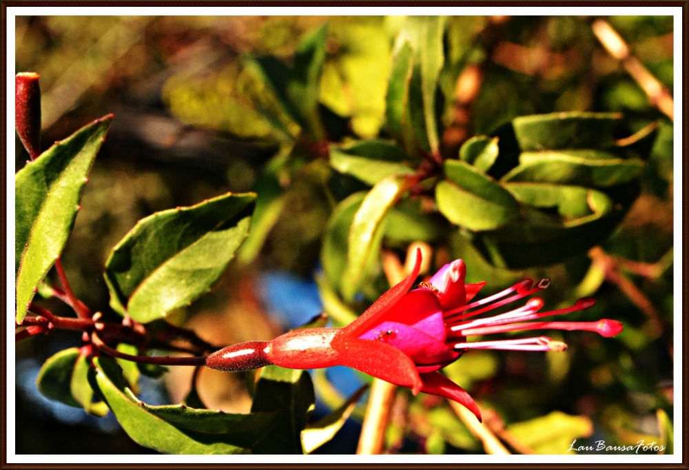 "Solo Una flor!" de Maria Laura Bausa