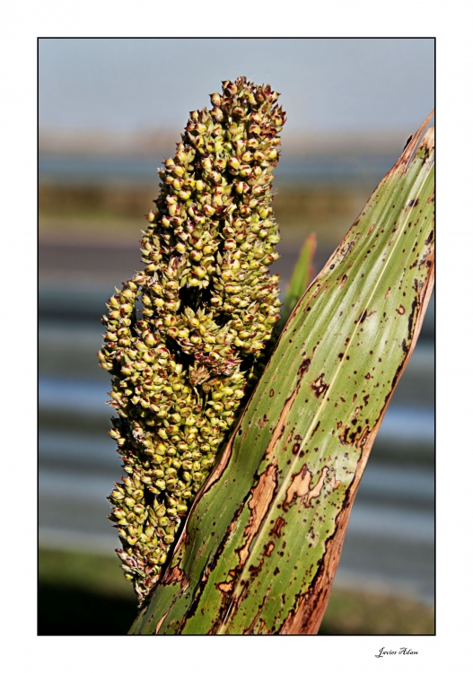 "Sorgo" de Javier Adam