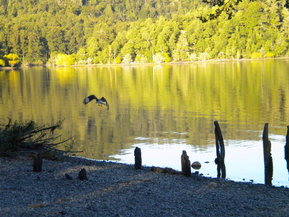 "tarde en el lago" de Mariana B. Fader