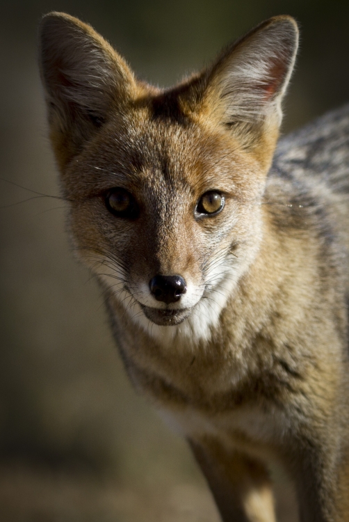 "Foxy Lady." de Mario Tizn