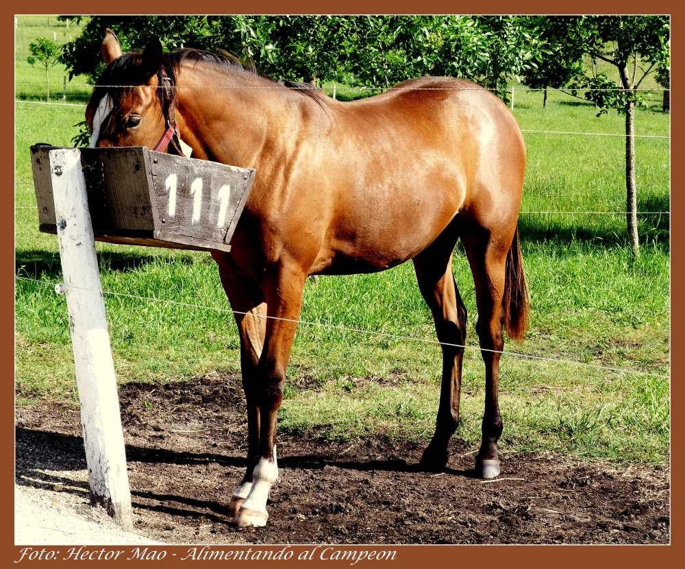 "Alimentando al campeon" de Hector Mao