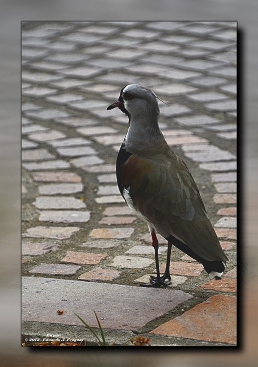 "En pose" de Eduardo A. Fraguas