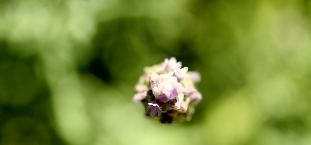 "flor de lavanda" de Alejandra Ruiz de Mendarozqueta