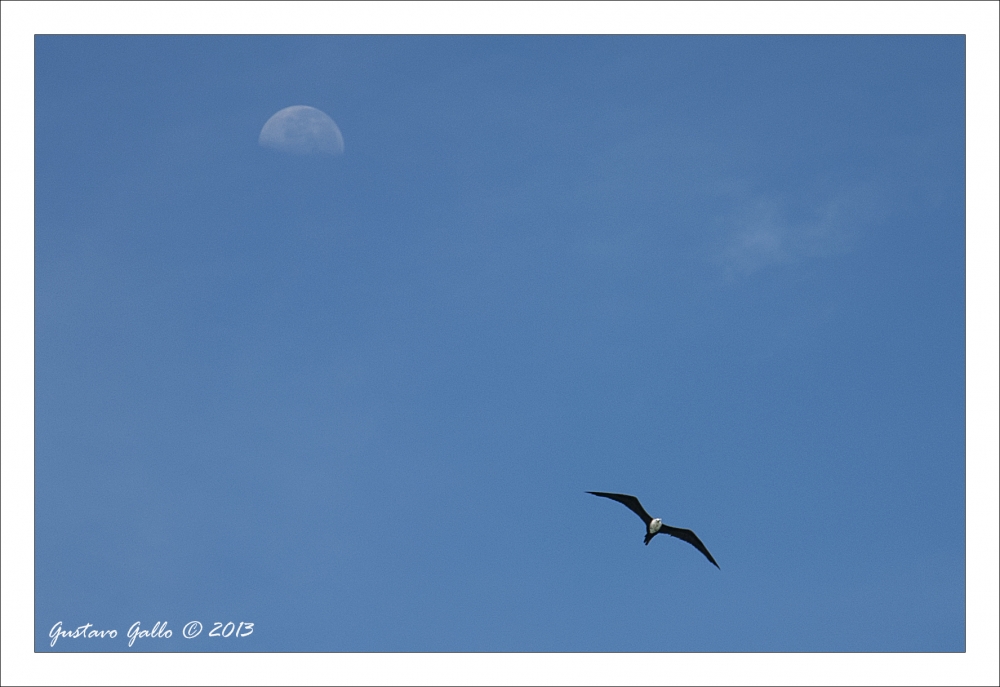 "Dancing with the Moon" de Gustavo Gallo