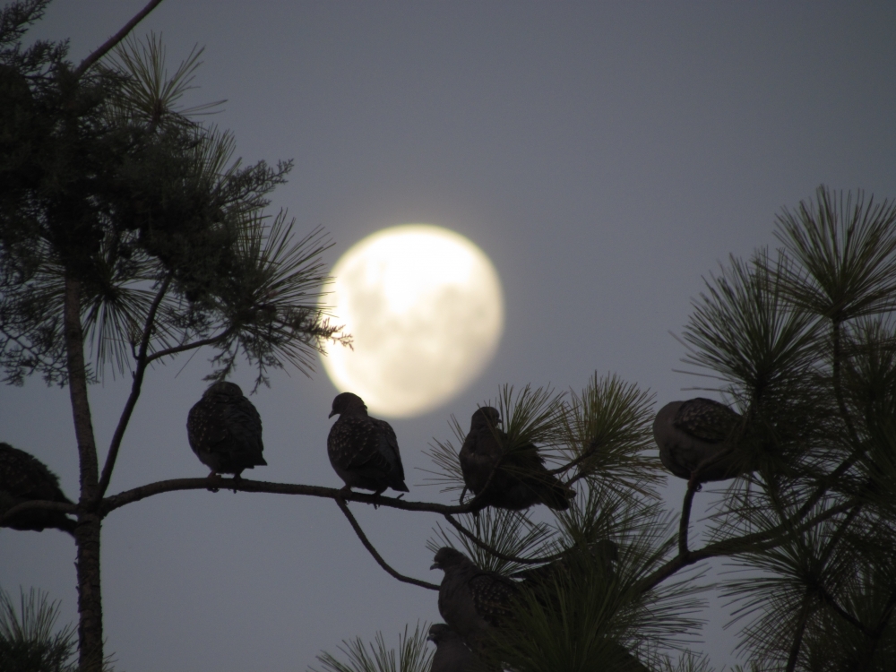 "palomas viendo la luna" de Ariel Pablo Muoz