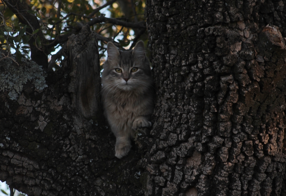 "La gata en el quebracho" de Ines Maria Correa