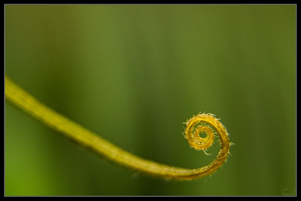 "Fibonacci natural" de Claudio Jord