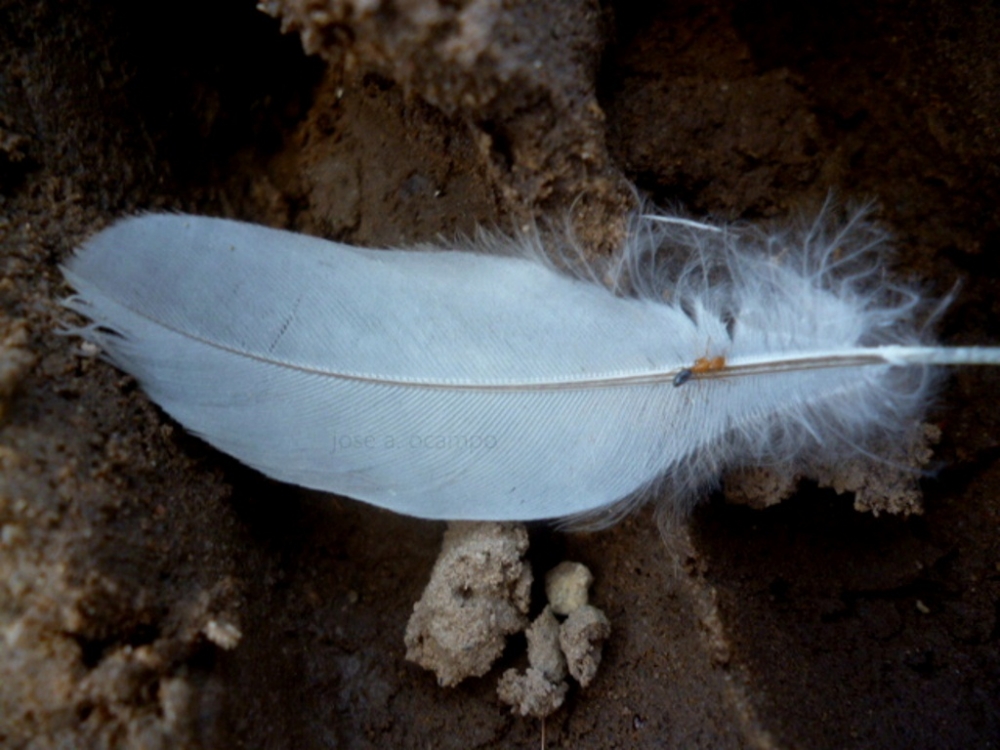 "Paseando sobre la pluma" de Jos A. Ocampo