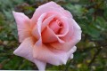 Rosa-rosa