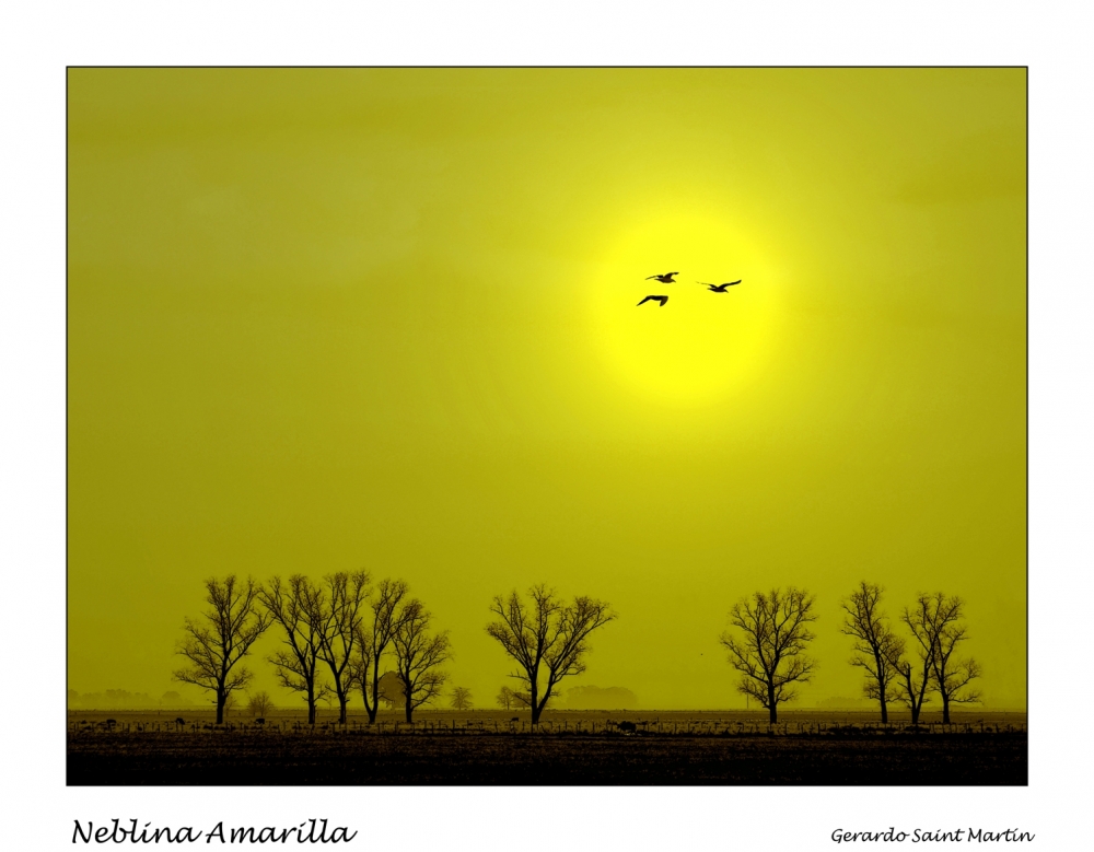 "Neblina amarilla" de Gerardo Saint Martn