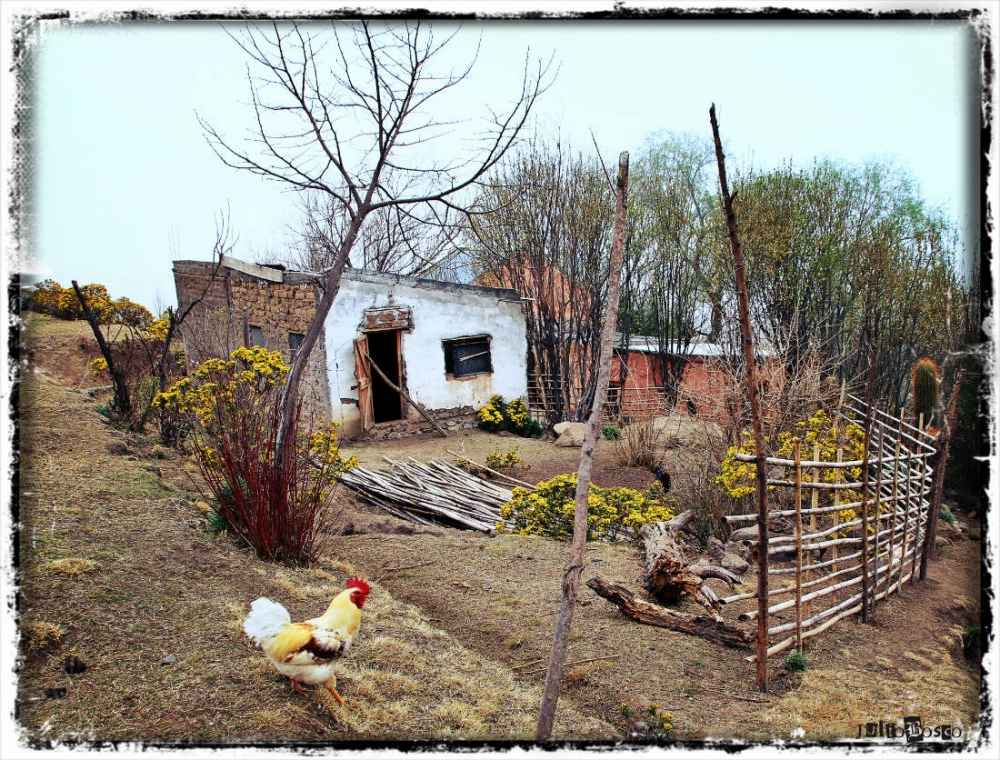 "El Gallo..." de Julio Bosco