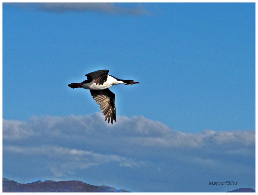 "Sobrevolando el Beagle" de Maria Cristina Silva