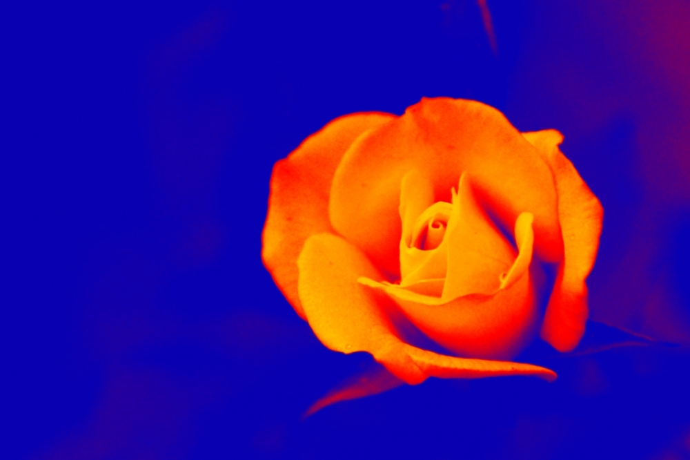 "una rosa colorida" de Andrea Cormick