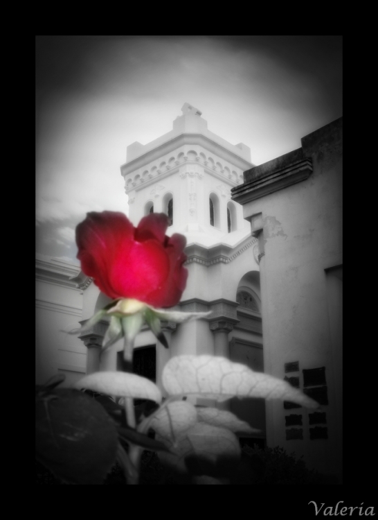 "Una rosa" de Vale Valeria Vergara