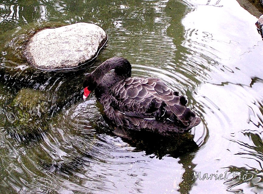 "De patos y de cisnes negros..." de Mariel Fid
