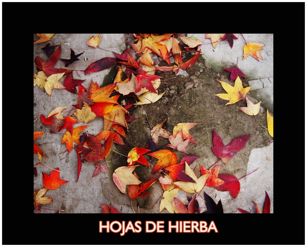 "Hojas de hierba" de Analia Coccolo