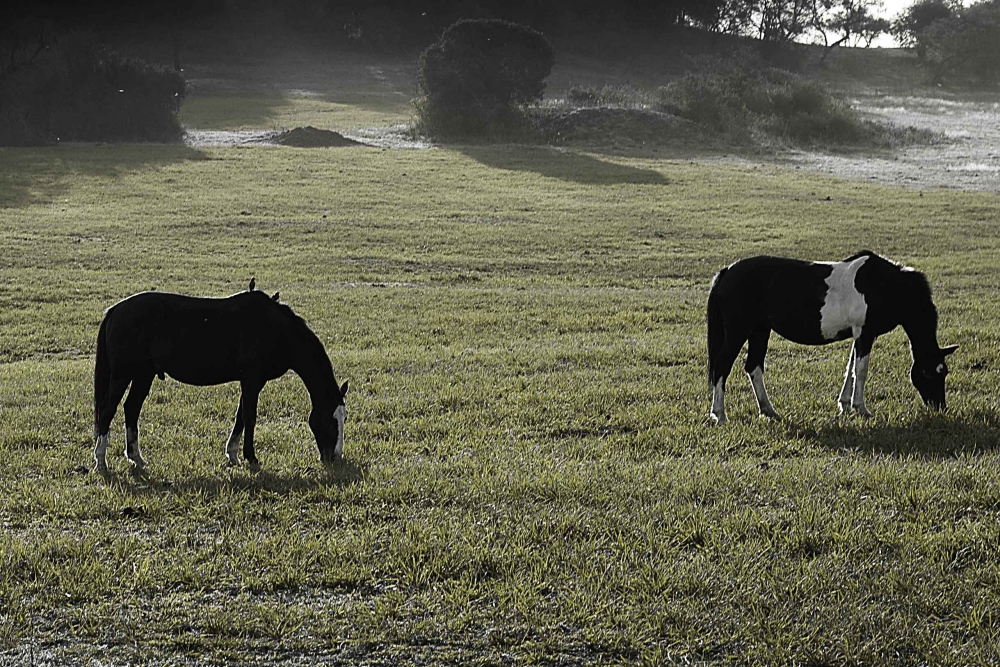 "campo" de Gustavo Mlica