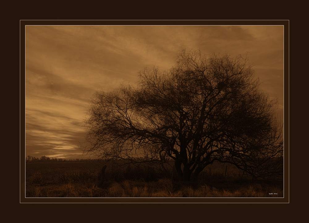 "Arbol solitario" de Beatriz Ferrero