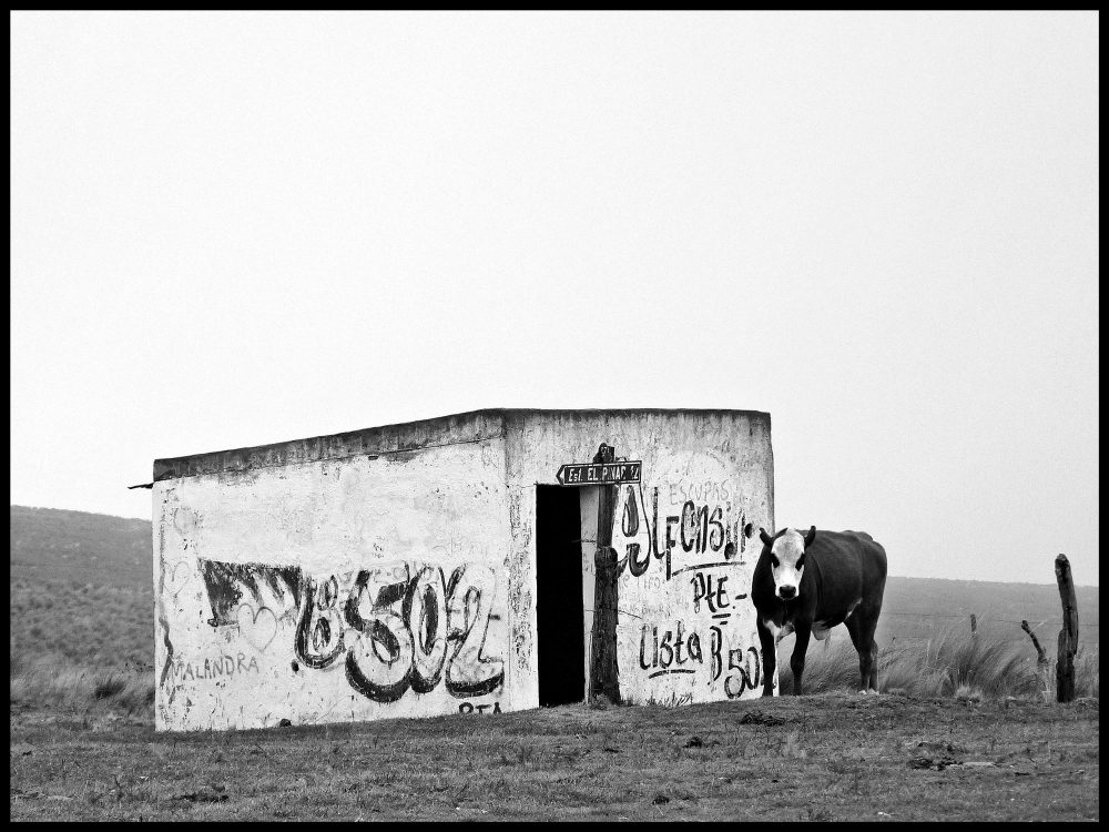 "aquella solitaria vaca..." de Luis Arteaga
