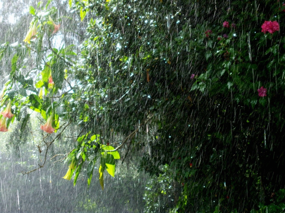 "lluvia" de Beatriz Di Marzio