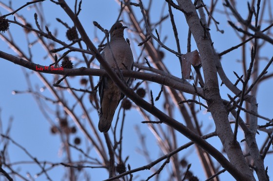 "Posado en un liquidambar" de Ins Mara Duarte