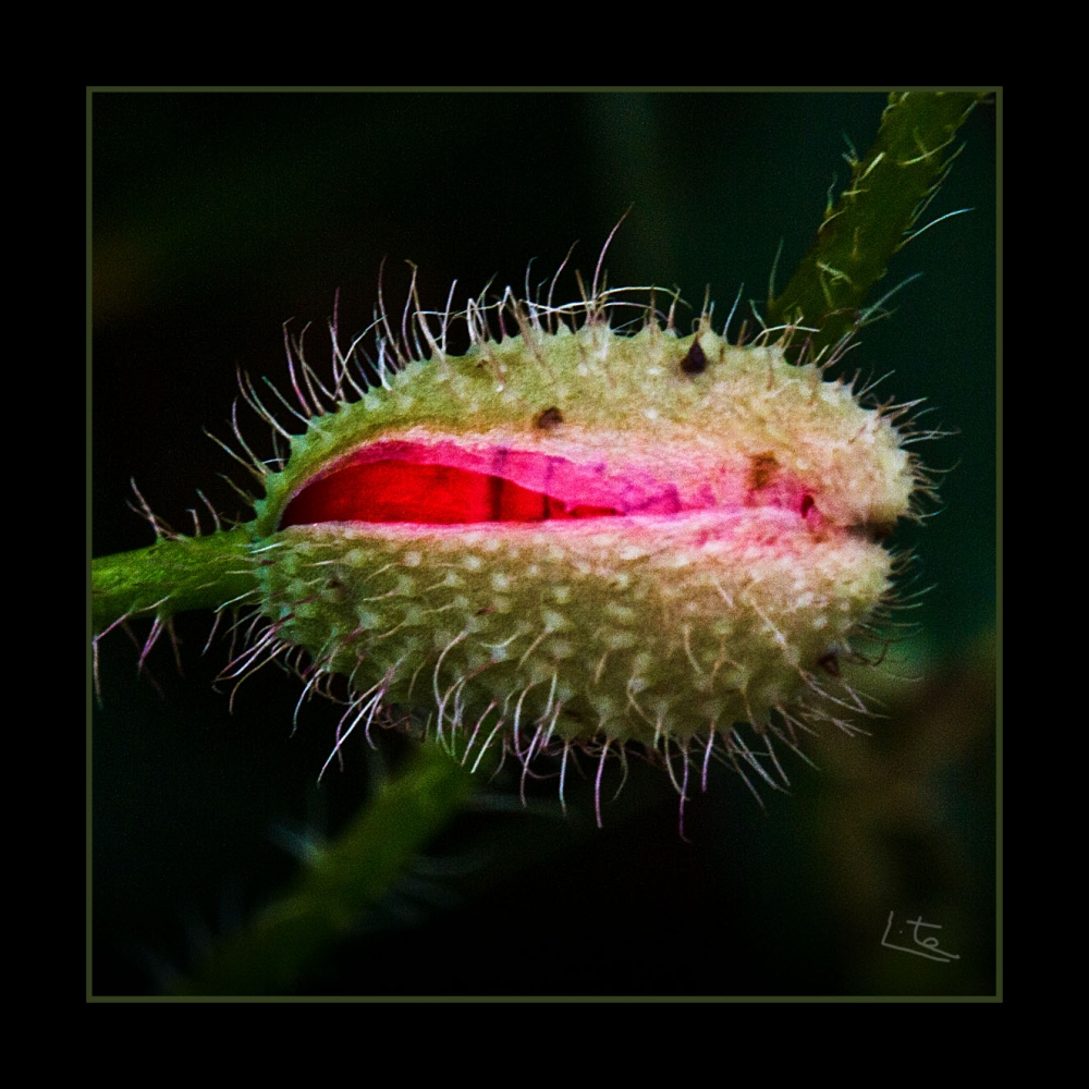 "Metamorfosis" de Angel Triana