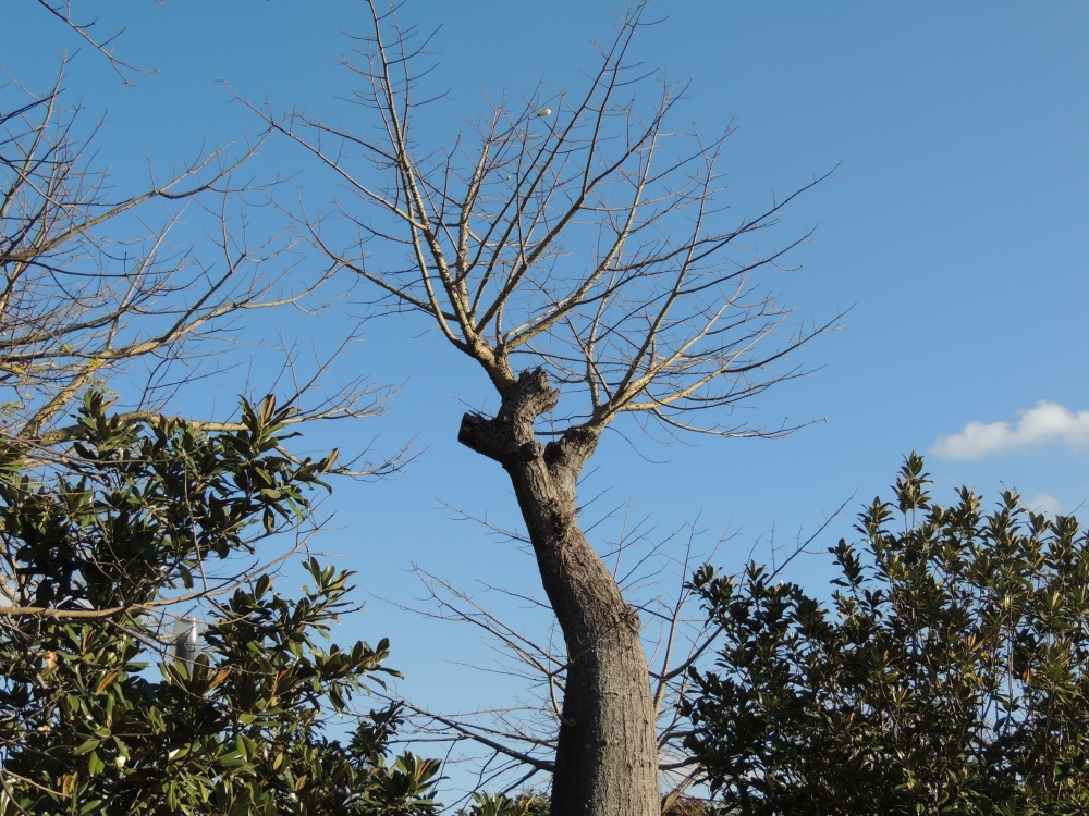 "Guardiana de los arboles" de Hada Berschasky Marcipar