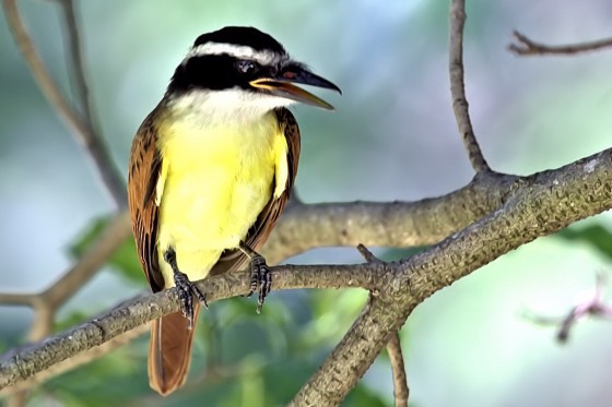 "Pajaro Picon" de Virgilio Rodriguez