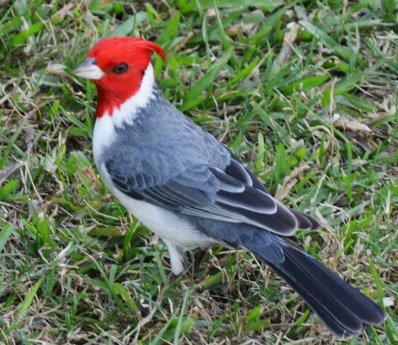 "Sr. Cardenal" de Juan Daniel Rodriguez