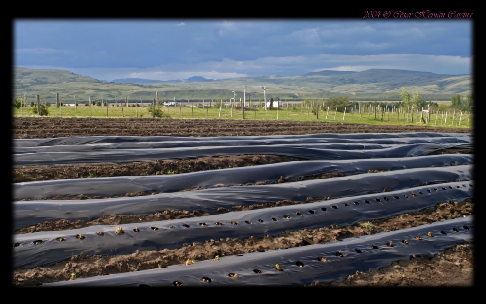 "Cultivo de frutillas" de Csar Hernn Cassina