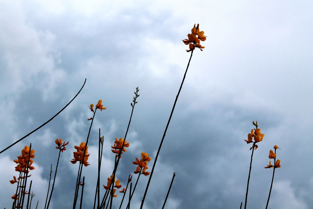 "flores con nubes" de Guillermo Covelli
